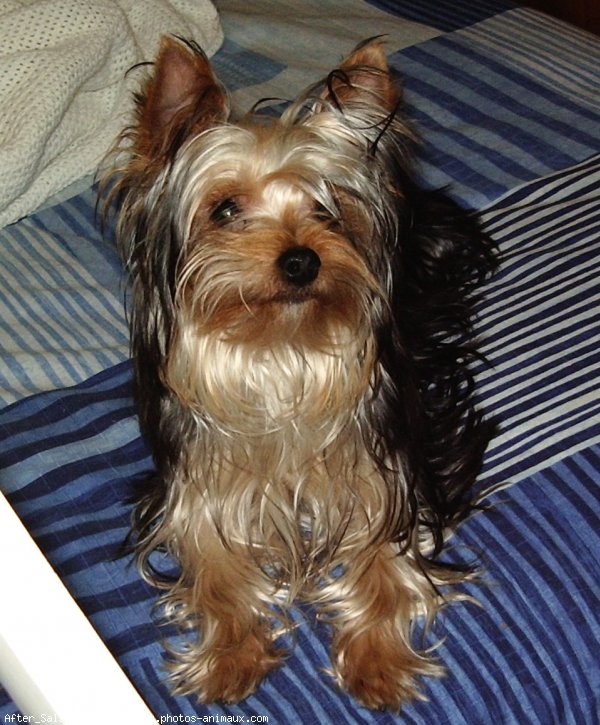 Photo de Yorkshire terrier