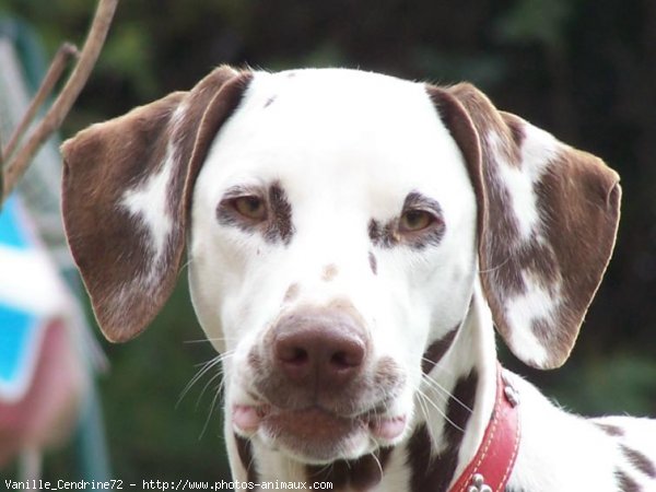 Photo de Dalmatien