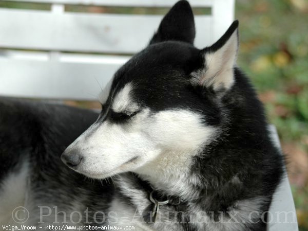 Photo de Husky siberien