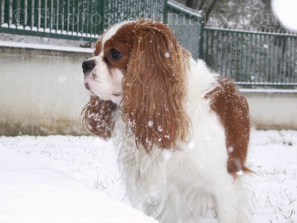 Photo de Cavalier king charles spaniel