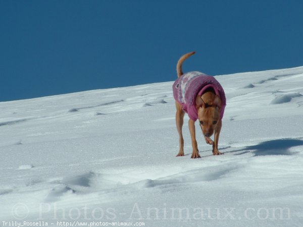 Photo de Pinscher nain