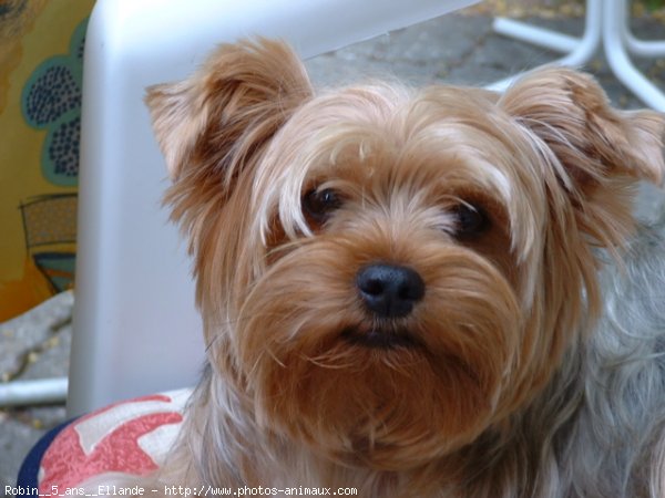 Photo de Yorkshire terrier