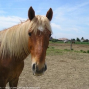 Photo de Haflinger