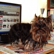 Photo de Yorkshire terrier