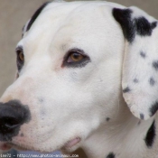 Photo de Dalmatien