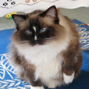 Photo de Ragdoll