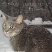 Photo de Chat domestique