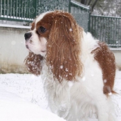 Photo de Cavalier king charles spaniel