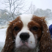 Photo de Cavalier king charles spaniel