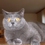 Photo de Chartreux