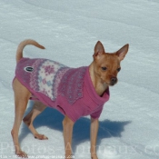 Photo de Pinscher nain