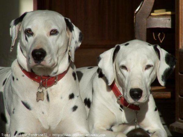 Photo de Dalmatien