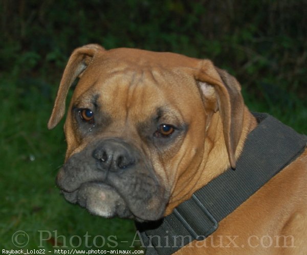 Photo de Boxer