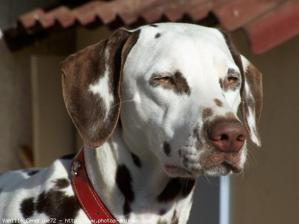 Photo de Dalmatien