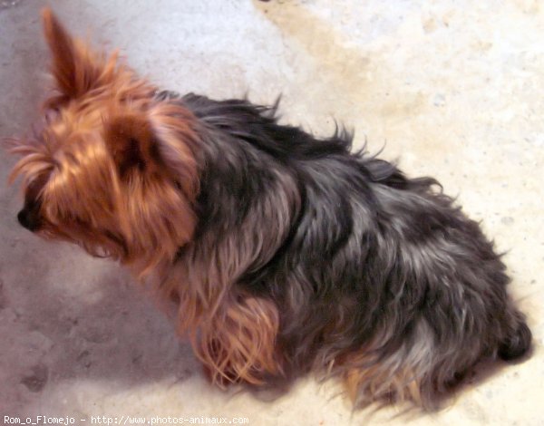 Photo de Yorkshire terrier