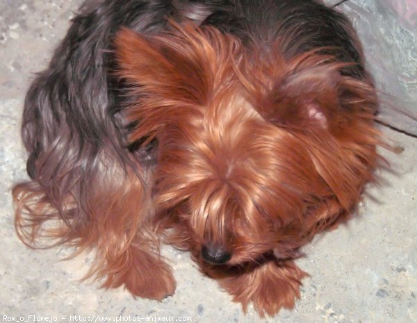 Photo de Yorkshire terrier