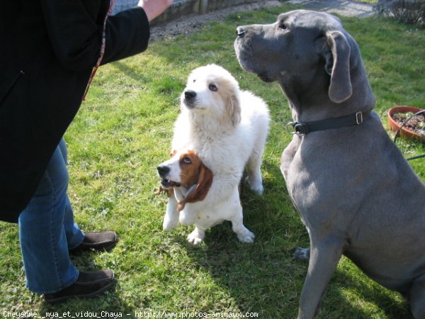 Photo de Races diffrentes