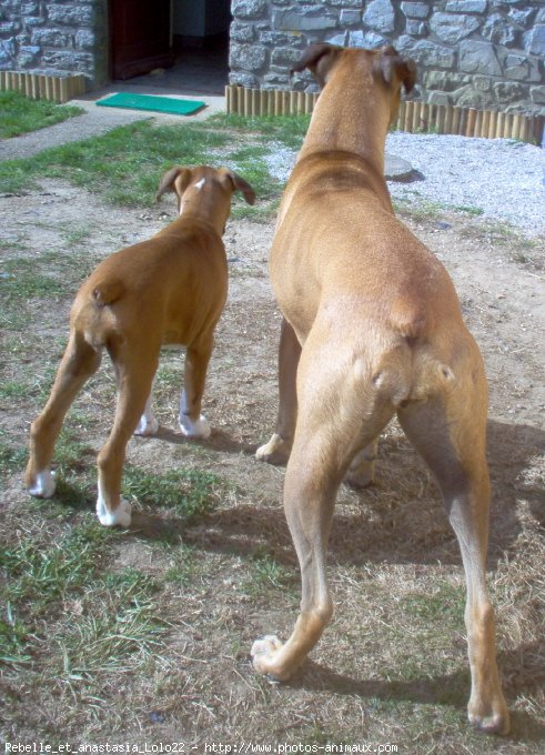 Photo de Boxer