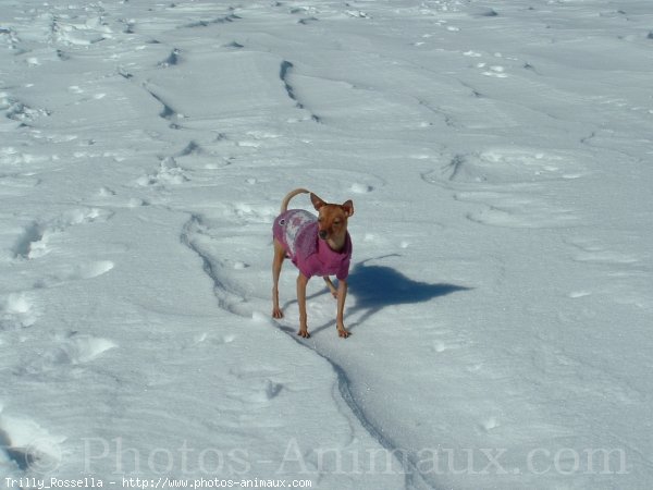 Photo de Pinscher nain