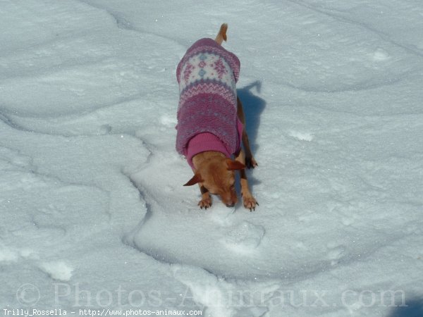 Photo de Pinscher nain