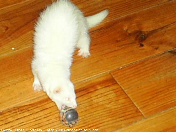 Photo de Furet