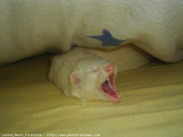 Photo de Furet