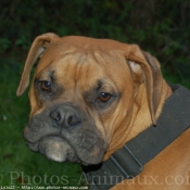 Photo de Boxer