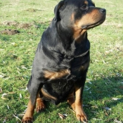 Photo de Rottweiler