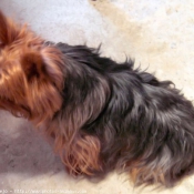 Photo de Yorkshire terrier