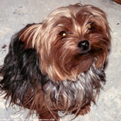 Photo de Yorkshire terrier