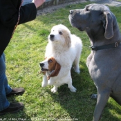 Photo de Races diffrentes