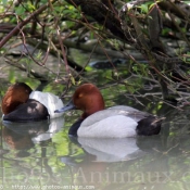 Photo de Canard - fuligule milouin