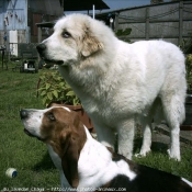 Photo de Chien de montagne des pyrnes