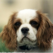 Photo de Cavalier king charles spaniel