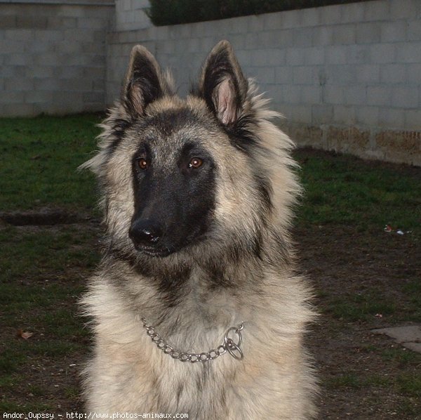 Photo de Berger belge tervueren