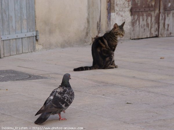 Photo de Chat domestique