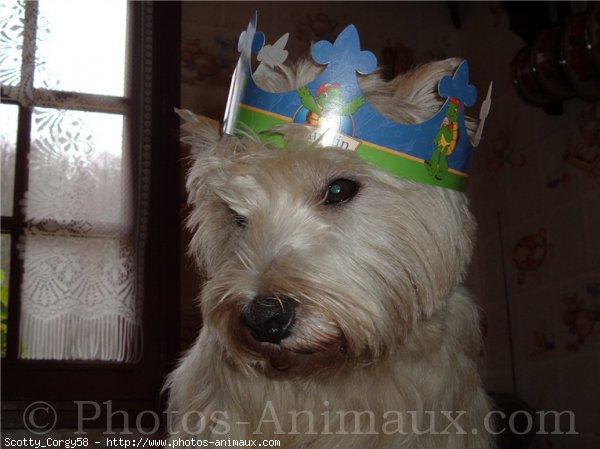 Photo de West highland white terrier