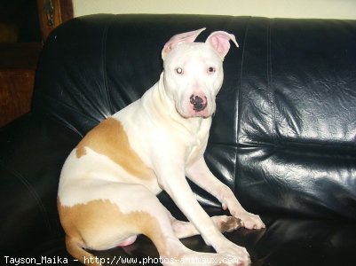 Photo d'American staffordshire terrier