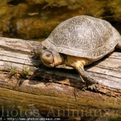 Photo de Tortue