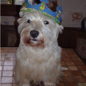 Photo de West highland white terrier