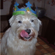 Photo de West highland white terrier