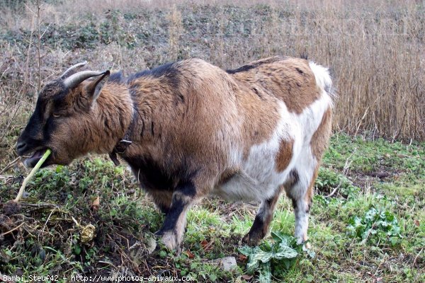 Photo de Bouc