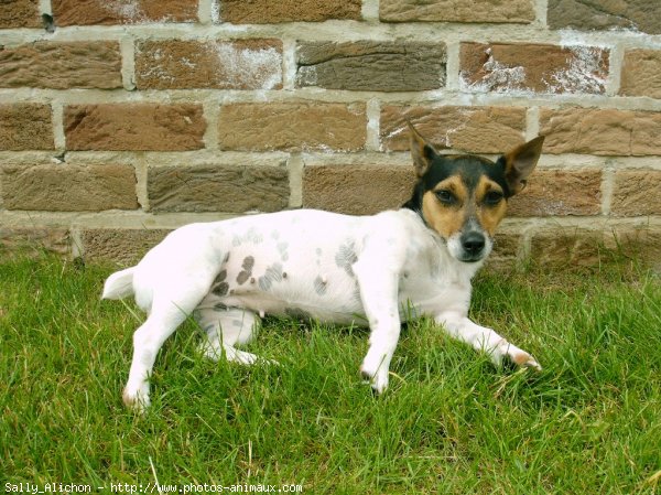 Photo de Jack russell terrier