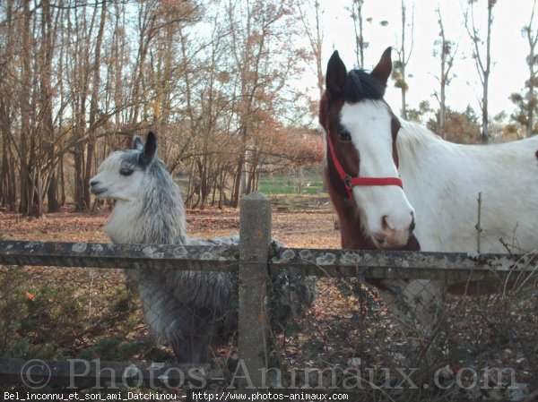 Photo de Races diffrentes