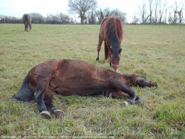 Photo de Races diffrentes