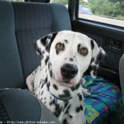 Photo de Dalmatien