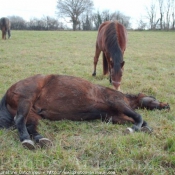 Photo de Races diffrentes