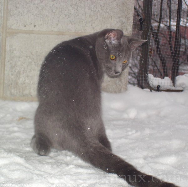 Photo de Chat domestique