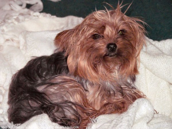 Photo de Yorkshire terrier