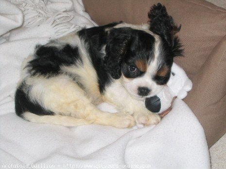 Photo de Cavalier king charles spaniel